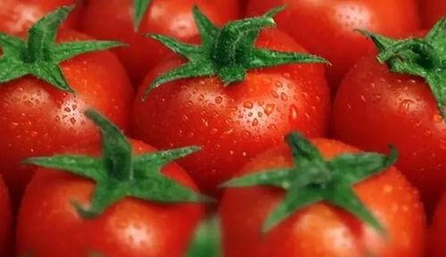 明星吃瓜番茄是谁,揭秘“番茄”背后的神秘人物