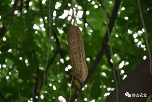 树上吊瓜怎么吃,树上吊瓜的多样食法探索