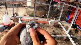 瓜吃害虫,瓜吃害虫的神奇之旅