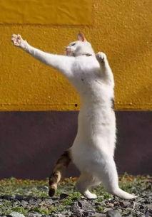 猫吃白瓜吗,揭秘猫是否可以吃白瓜