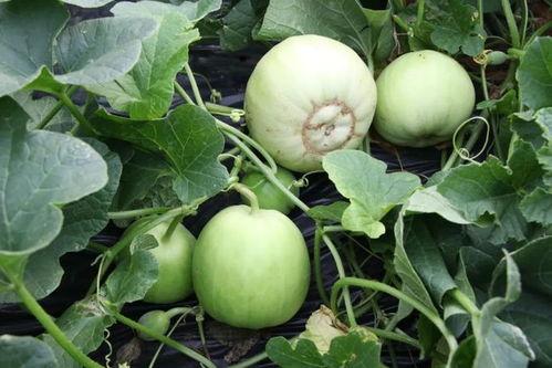 沙哥吃瓜,揭秘娱乐圈那些不为人知的幕后故事