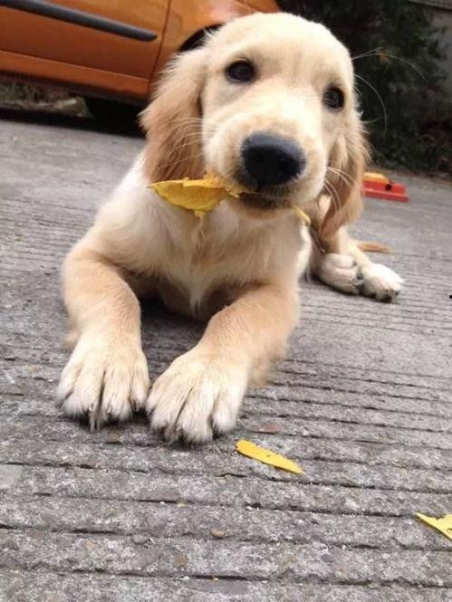 小狗可以吃毛瓜,揭秘毛瓜的诱惑