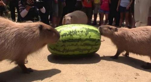 吃瓜多没拉屎,揭秘“多拉少拉”背后的秘密