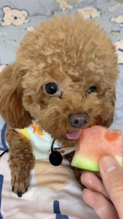 日常投喂吃瓜,日常投喂中的甜蜜生活