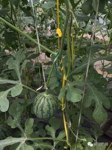 郑州高中吃瓜,揭秘校园生活趣味瞬间