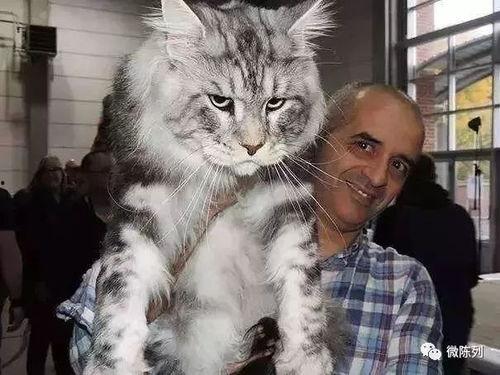 大型猫吃瓜视频,揭秘喵星人的娱乐生活