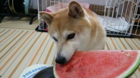 柴犬吃瓜瞬间,萌态尽显