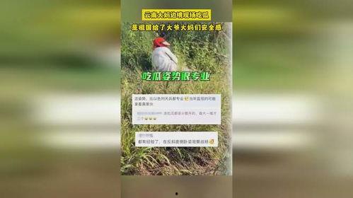 云南大妈边境吃瓜,见证中越友谊新篇章