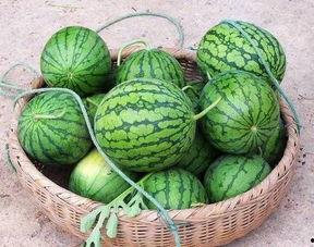 南方北方吃瓜,一场关于吃瓜的味蕾对决