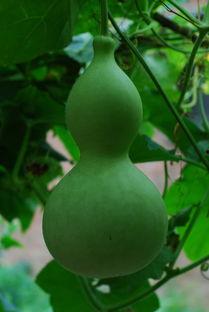 吃瓜专辑表示什么,揭秘娱乐圈背后的秘密与真相