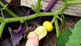 吃的瓜苗是什么瓜