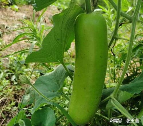 吃瓜支线怎么开,解锁趣味游戏新玩法