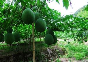 吊瓜怎样吃的,解锁吊瓜的多彩食法