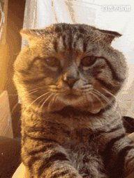 大脸猫吃瓜视频