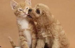 小狗小猫吃瓜,共享夏日清凉时光