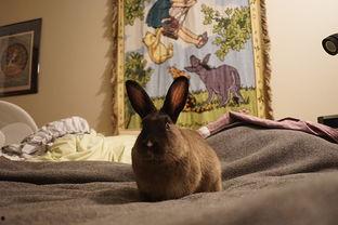 依兔吃瓜,揭秘网络红人的瓜田奇遇