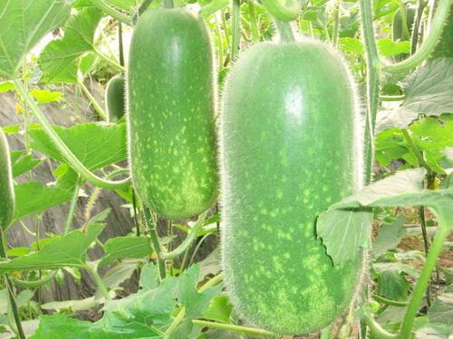 川川吃大瓜,揭秘娱乐圈幕后故事