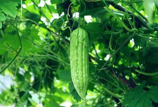 每天吃10个瓜,健康生活新风尚