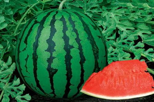 温克尔吃瓜,揭秘瓜界奇闻轶事