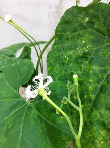 吃瓜王花,娱乐圈幕后风云的知情者