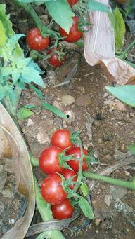 母猪瓜可以吃吗,孕妇的天然营养佳品，孕妇可以吃吗？