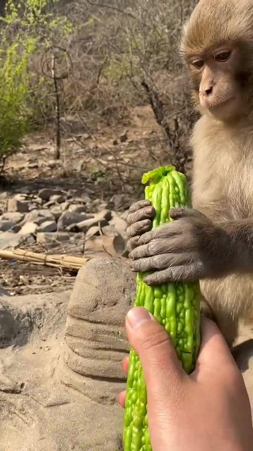 猴子吃瓜游戏,趣味横生的互动游戏体验